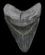 Nice, Serrated, Megalodon Tooth - South Carolina #36246-1